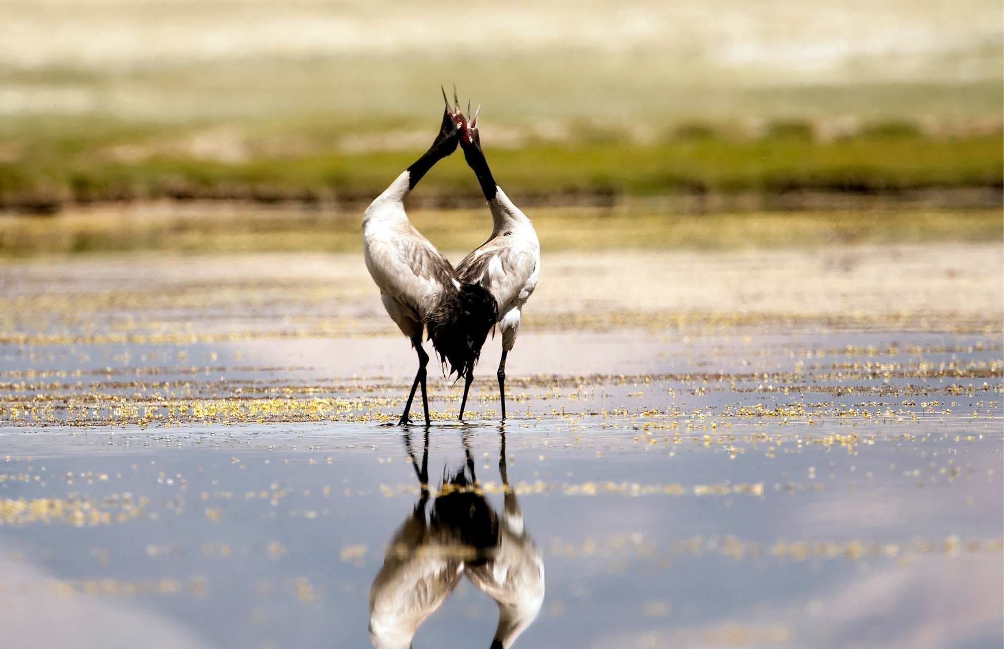 Black-necked Crane